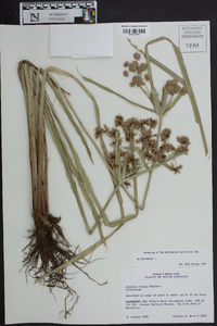 Cyperus virens image