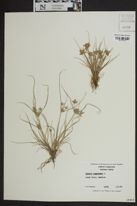 Cyperus compressus image