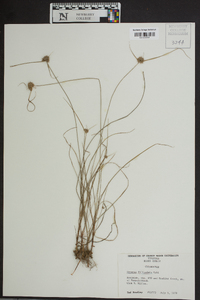 Cyperus filiculmis image