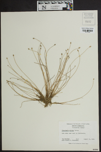 Eleocharis albida image