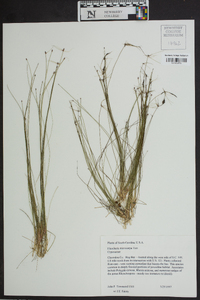 Eleocharis microcarpa image