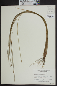 Eleocharis elongata image