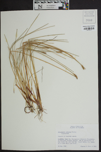 Eleocharis cellulosa image