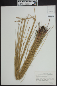 Eleocharis macrostachya image