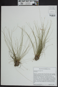 Eleocharis microcarpa image