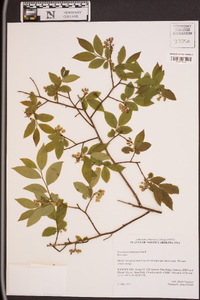 Vaccinium simulatum image