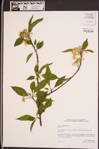 Prunus pensylvanica image