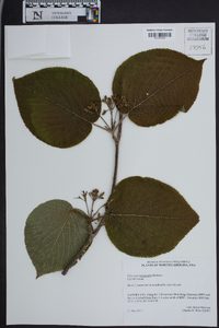 Viburnum lantanoides image