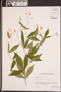 Gillenia trifoliata image