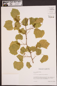 Vitis rotundifolia image