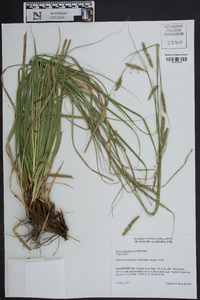 Carex cherokeensis image