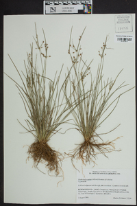 Fimbristylis annua image