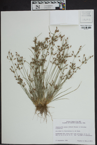 Fimbristylis annua image