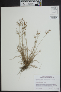 Fimbristylis annua image