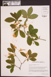 Rhododendron eastmanii image