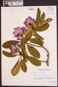 Rhododendron catawbiense image