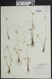 Cyperus neotropicalis image