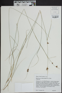 Rhynchospora chalarocephala image