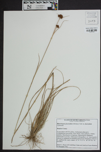 Rhynchospora fascicularis var. fascicularis image