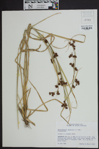 Rhynchospora glomerata image