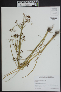 Rhynchospora nitens image