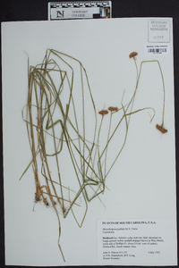 Rhynchospora pallida image