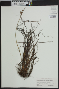 Schoenoplectus etuberculatus image