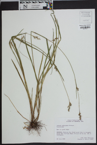 Scleria reticularis image