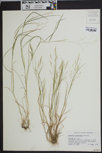 Agrostis elliottiana image