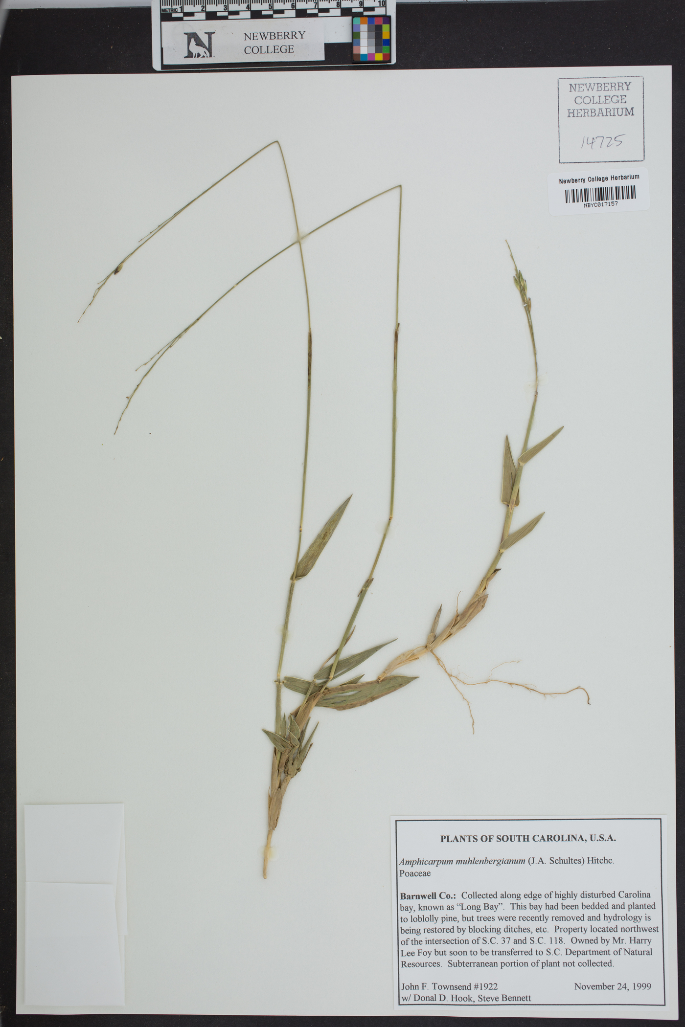 Amphicarpum muhlenbergianum image