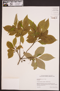 Rhododendron vaseyi image