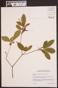 Rhododendron periclymenoides image