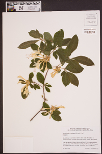 Rhododendron eastmanii image