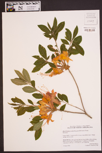 Rhododendron calendulaceum image