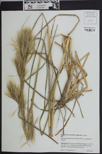 Andropogon glomeratus image