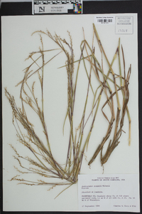 Schizachyrium scoparium var. scoparium image