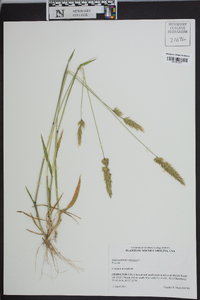 Anthoxanthum odoratum image