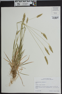 Anthoxanthum odoratum image