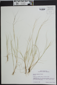 Aristida oligantha image