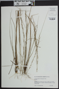 Aristida palustris image