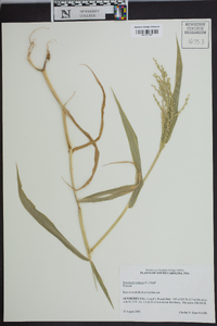 Brachiaria ramosa image