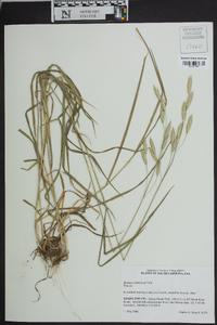 Bromus catharticus image