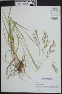 Bromus commutatus image