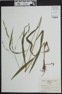 Bromus pubescens image