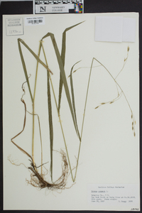 Bromus purgans image