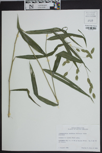 Chasmanthium latifolium image