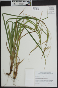 Carex flexuosa image