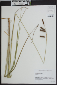 Carex glaucescens image