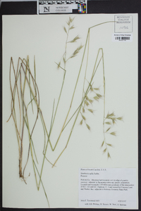 Danthonia epilis image