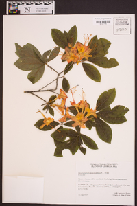 Rhododendron cumberlandense image